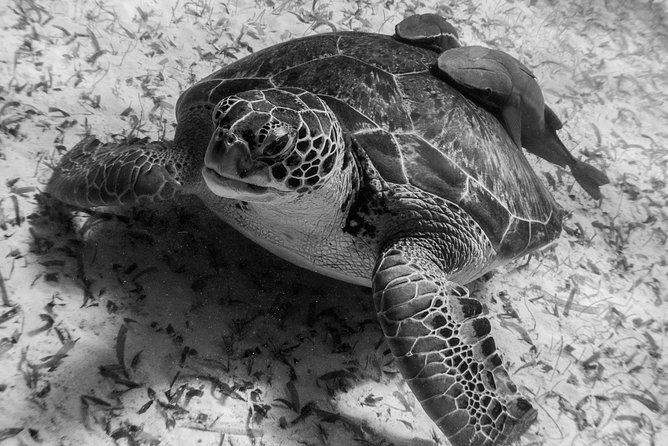 Mahahual Snorkeling Adventure: Turtle Encounter - Equipment and guide support