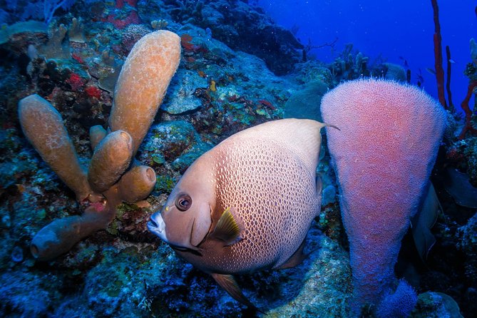 Mahahual Snorkeling Adventure: Turtle Encounter - What to bring, and what to leave behind