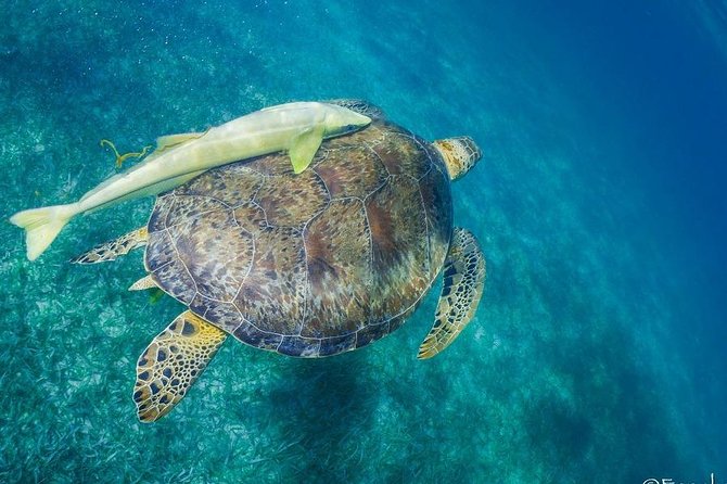 Mahahual Snorkeling Adventure: Turtle Encounter - The second stop: coral heads and tropical fish