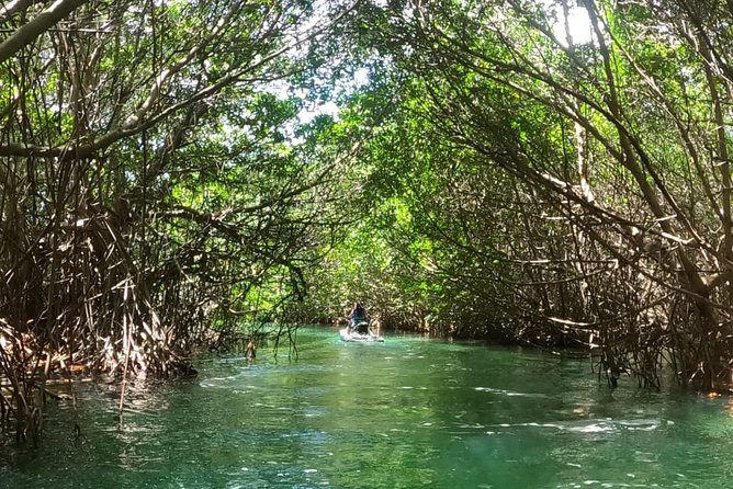 Mangrove and Lagoon Speed Boat Tour - What the $20 dock fee does to the value