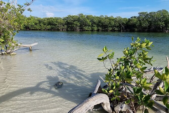 Mangrove and Lagoon Speed Boat Tour - Practical details that make the day easier