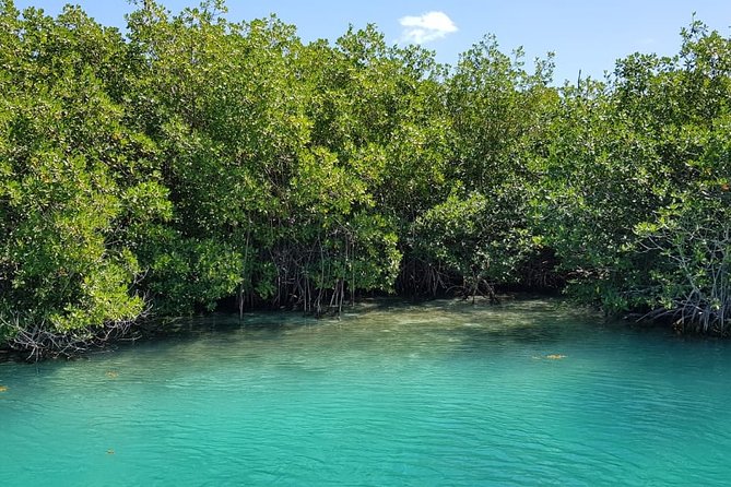 Mangrove and Lagoon Speed Boat Tour - My verdict on the Mangrove and Lagoon Speed Boat Tour