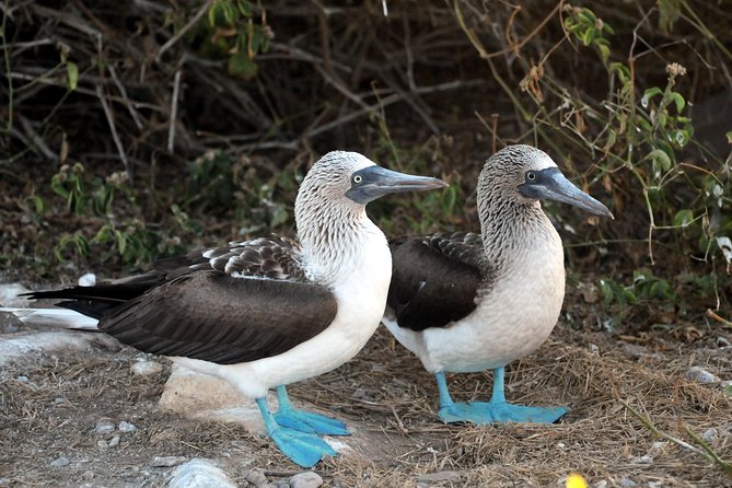 Marietas Islands snorkeling & Hidden beach (w/ restrictions) - Snorkeling around the islands