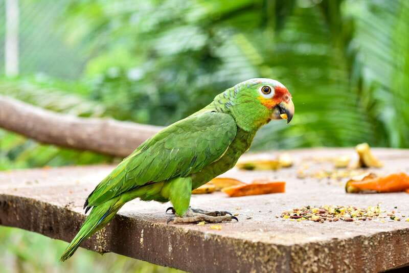 Mérida: Uxmal, Cenote and Chocolate Museum Choco-Story - Lunch and the mixed itinerary details