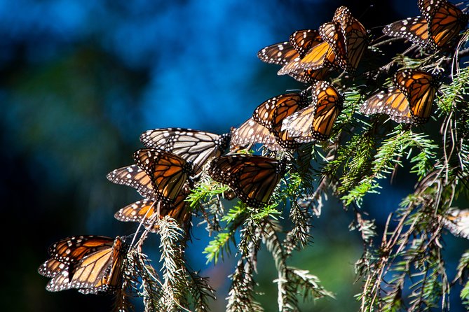 Monarch Butterfly Tour (Departing from Morelia) - Key points at a glance