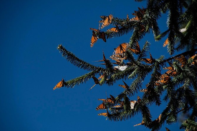 Monarch Butterfly Tour (Departing from Morelia) - The drive from Morelia to the reserve