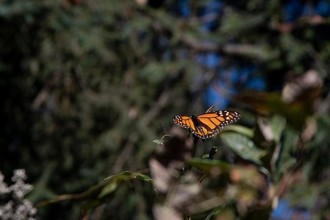 Monarch Butterfly Tour (Departing from Morelia) - The two-and-a-half-hour sanctuary visit