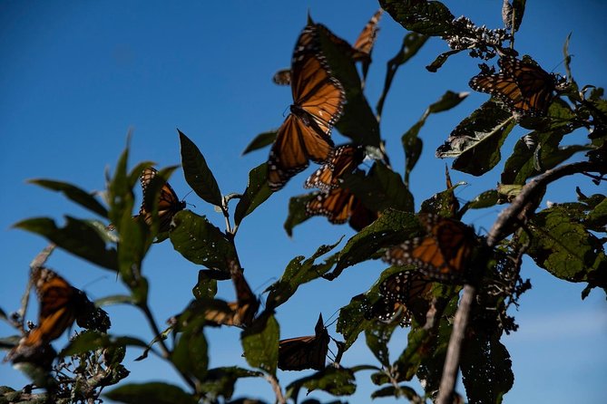 Monarch Butterfly Tour (Departing from Morelia) - What the private tour changes