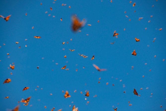 Monarch Butterfly Tour (Departing from Morelia) - Food, water, and the long ride home