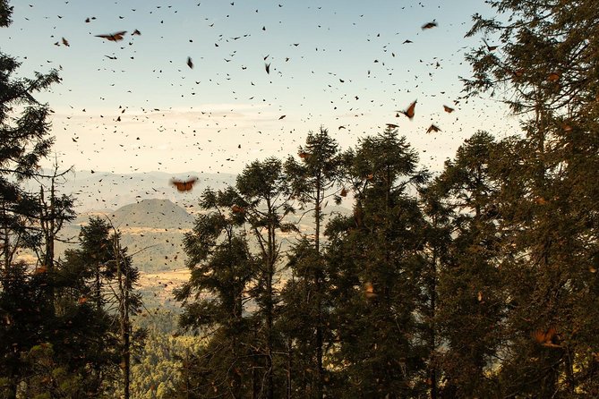 Monarch Butterfly Tour (Departing from Morelia) - Is $217.16 a fair price?