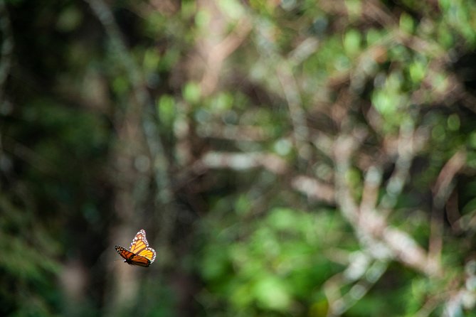 Monarch Butterfly Tour (Departing from Morelia) - Who should book this Morelia butterfly tour?
