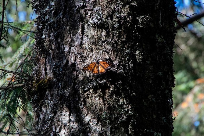 Monarch Butterfly Tour (Departing from Morelia) - Reaching Sierra Chincua at 3,300 meters