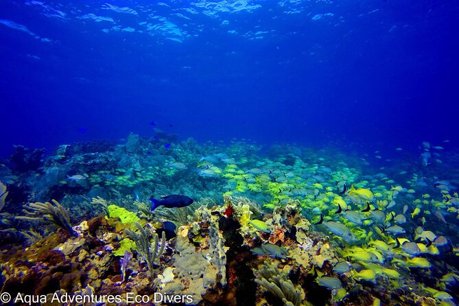 MUSA Museum and Colorful Reef 2 Tank Dive-Certified Divers - Getting ready at Aqua Adventures Eco Divers