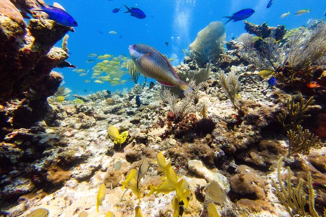 MUSA Museum and Colorful Reef 2 Tank Dive-Certified Divers - The MUSA stop: art, fish, and a changing gallery