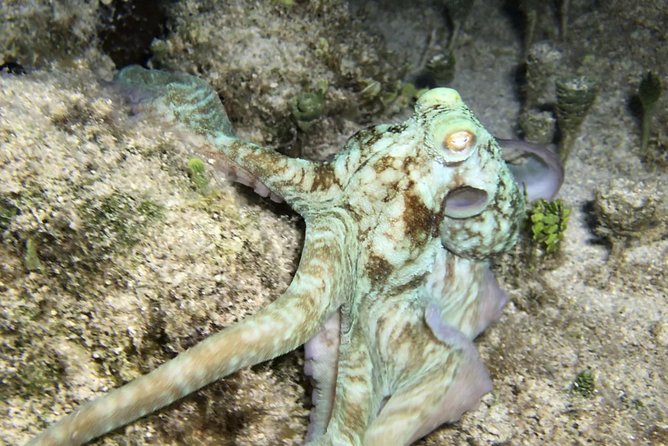 Night Snorkeling - Observation of octopus and other species - Searching for octopus with a four-person team