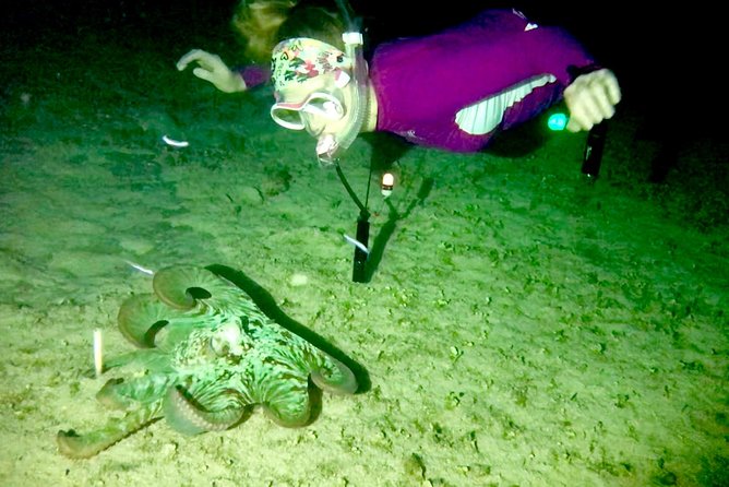 Night Snorkeling - Observation of octopus and other species - Safety depends on guidance and conditions