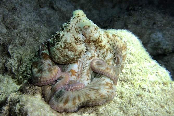 Night Snorkeling - Observation of octopus and other species - Is $77.67 a fair price?