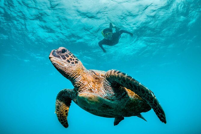 Ocean Eco Adventure with Marine Biologist Guides - Key points to know before you book