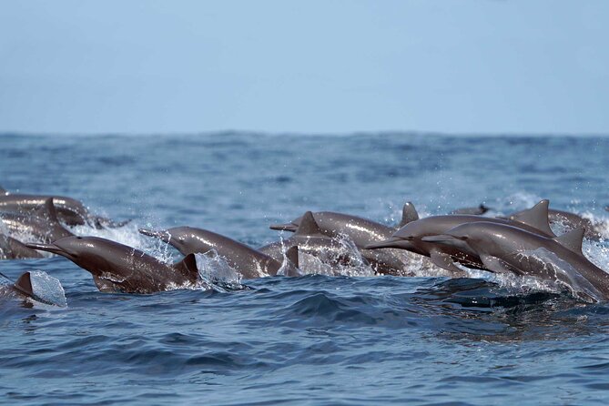 Ocean Eco Adventure with Marine Biologist Guides - Why the offshore search is worth your time