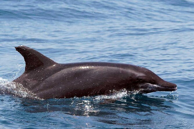 Ocean Eco Adventure with Marine Biologist Guides - How the price compares with the experience