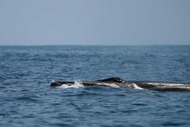 Ocean Eco Adventure with Marine Biologist Guides - Who will enjoy this Huatulco boat tour