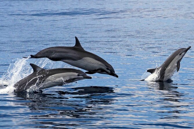 Ocean Eco Adventure with Marine Biologist Guides - The main drawbacks to consider