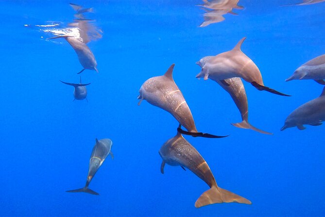 Ocean Eco Adventure with Marine Biologist Guides - Marine biologists turn sightings into stories