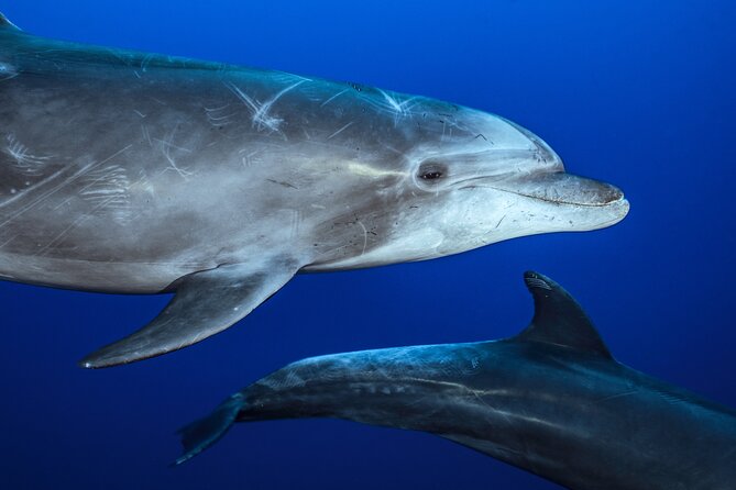 Ocean Safari: Sea Lions, Mobula Rays, Dolphins, Orcas & Whales - Setting out from Playa Central at 8:00 am