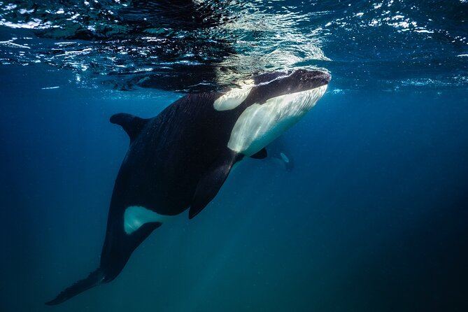 Ocean Safari: Sea Lions, Mobula Rays, Dolphins, Orcas & Whales - Dolphins, whales, and an unusually broad list of possibilities