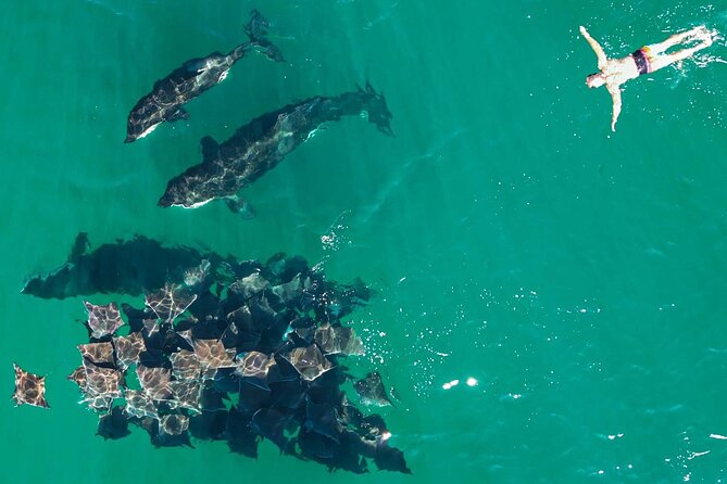 Ocean Safari: Sea Lions, Mobula Rays, Dolphins, Orcas & Whales - Orcas are the headline possibility, not a promise