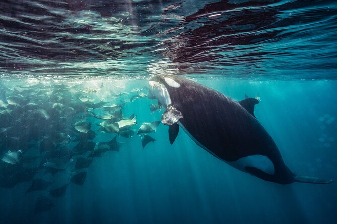 Ocean Safari: Sea Lions, Mobula Rays, Dolphins, Orcas & Whales - Guides who make the difference on open water