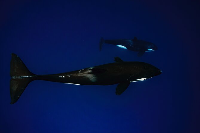 Ocean Safari: Sea Lions, Mobula Rays, Dolphins, Orcas & Whales - What the swimming requirements mean in practice
