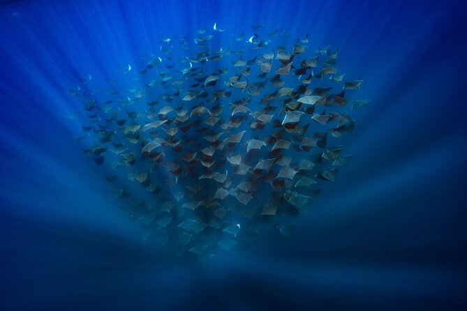 Ocean Safari: Sea Lions, Mobula Rays, Dolphins, Orcas & Whales - Why the $179.22 price can be fair value
