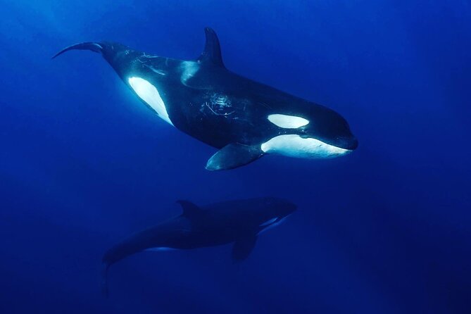 Ocean Safari: Sea Lions, Mobula Rays, Dolphins, Orcas & Whales - Five hours of searching, not a fixed parade of stops