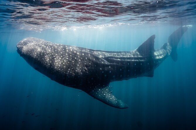 Open Ocean Safari and Whale Watching - The Sea of Cortez is where the safari opens up