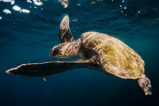 Open Ocean Safari and Whale Watching - Respect for wildlife is part of the experience