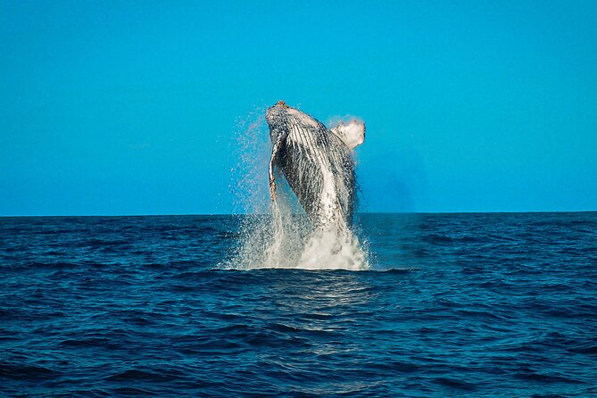 Open Ocean Safari and Whale Watching - Photos and videos add real value