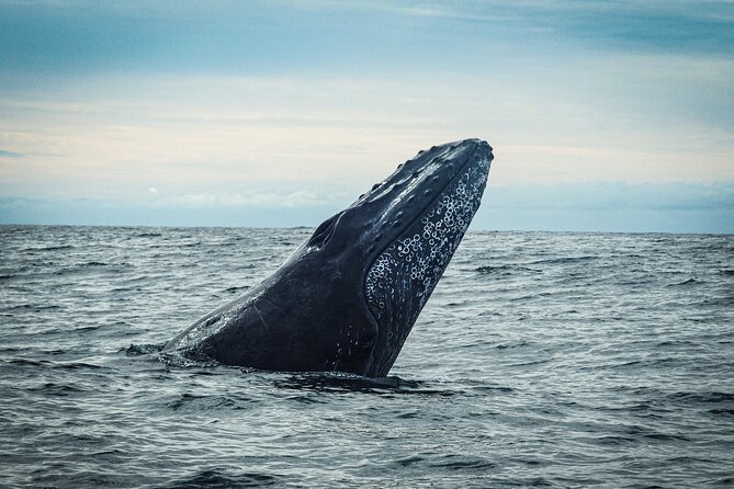 Open Ocean Safari and Whale Watching - Is $215 a fair price?