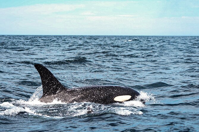 Open Ocean Safari and Whale Watching - Timing, meeting point, and physical demands
