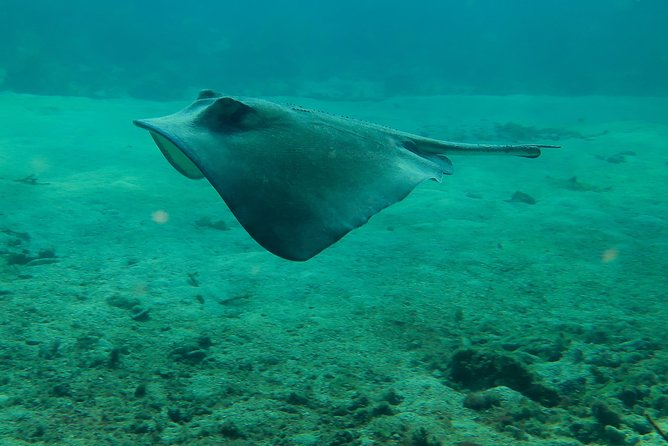 PADI Discover Scuba Diving - What You May See Below 40 Feet