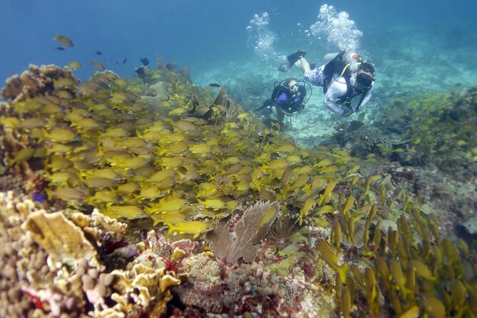 PADI Discover Scuba Diving for divers without certification - Is $169 a fair price?