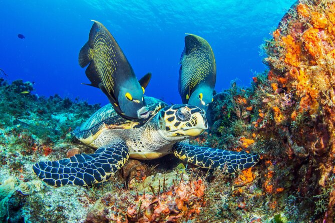 PADI Discover Scuba Diving Program in the Riviera Maya - Key things to know