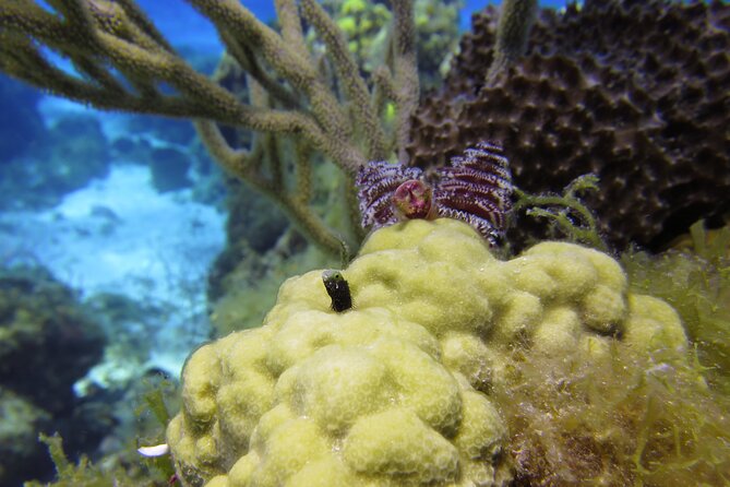 PADI Discover Scuba Diving Program in the Riviera Maya - Why the small group matters