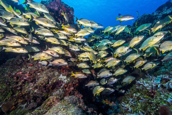 PADI Discover Scuba Diving Program in the Riviera Maya - Who will enjoy this most?