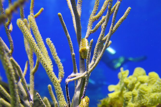 PADI Discover Scuba Diving Program in the Riviera Maya - What happens at Pro Dive Mexico