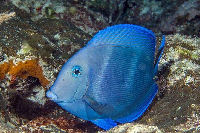 PADI Discover Scuba Diving Tour in Cozumel - What the $207 price really covers