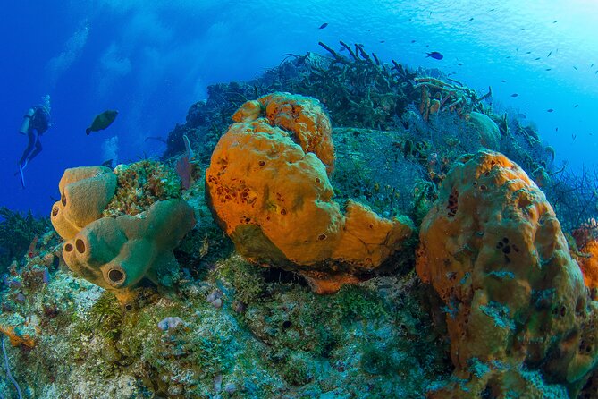 PADI Discover Scuba Diving Tour in Cozumel - The cancellation rule is generous, but only before the deadline