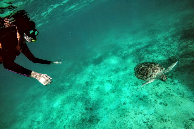 Private Cenote & Snorkeling Tour with Turtles in Akumal - Swimming with green turtles in Akumal Bay