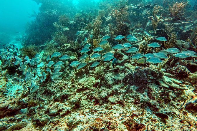 Private Cenote & Snorkeling Tour with Turtles in Akumal - Why the private format is worth paying for