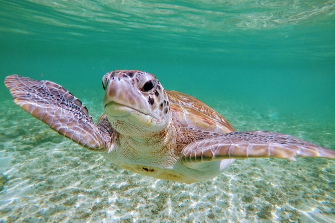 Private Cenote & Snorkeling Tour with Turtles in Akumal - Lunch, driving, and the human side of the day